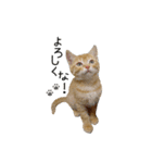 つくしとよもぎ1（個別スタンプ：33）