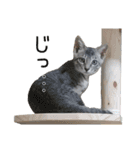 つくしとよもぎ1（個別スタンプ：37）