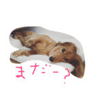 チップとソニア 2（個別スタンプ：1）