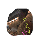 hideclub03（個別スタンプ：14）