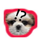 シーズーぽむ（個別スタンプ：8）