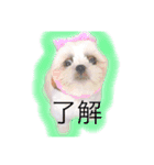 シーズーぽむ（個別スタンプ：10）