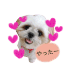 シーズーぽむ（個別スタンプ：11）
