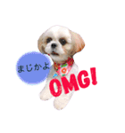 シーズーぽむ（個別スタンプ：12）