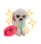 シーズーぽむ（個別スタンプ：13）