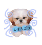 シーズーぽむ（個別スタンプ：14）