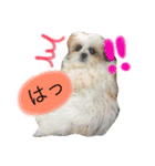 シーズーぽむ（個別スタンプ：15）