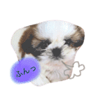 シーズーぽむ（個別スタンプ：16）