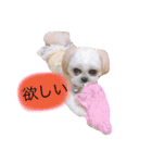 シーズーぽむ（個別スタンプ：17）
