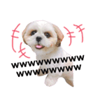 シーズーぽむ（個別スタンプ：20）