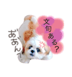シーズーぽむ（個別スタンプ：22）