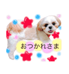 シーズーぽむ（個別スタンプ：23）