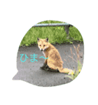 HITOKOTODEES（個別スタンプ：4）