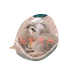HITOKOTODEES（個別スタンプ：6）