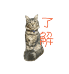 メインクーンの八雲（個別スタンプ：2）