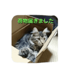 メインクーンの八雲（個別スタンプ：6）