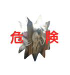 メインクーンの八雲（個別スタンプ：8）
