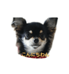 日常使える言葉（個別スタンプ：16）