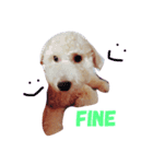 maximum new（個別スタンプ：4）