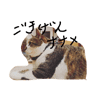 デブ猫はるちゃん（個別スタンプ：3）