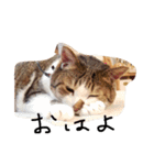 デブ猫はるちゃん（個別スタンプ：4）