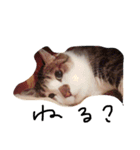 デブ猫はるちゃん（個別スタンプ：5）