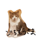 デブ猫はるちゃん（個別スタンプ：6）