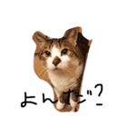 デブ猫はるちゃん（個別スタンプ：7）