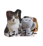 デブ猫はるちゃん（個別スタンプ：8）