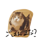 デブ猫はるちゃん（個別スタンプ：10）