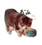 デブ猫はるちゃん（個別スタンプ：12）