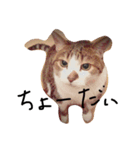 デブ猫はるちゃん（個別スタンプ：13）