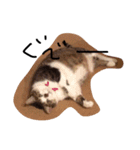 デブ猫はるちゃん（個別スタンプ：14）