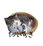 デブ猫はるちゃん（個別スタンプ：18）