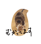 デブ猫はるちゃん（個別スタンプ：19）