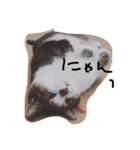 デブ猫はるちゃん（個別スタンプ：20）