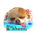 ベロ犬ジャギさん（個別スタンプ：1）