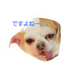 ベロ犬ジャギさん（個別スタンプ：2）