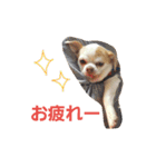 ベロ犬ジャギさん（個別スタンプ：3）