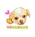 ベロ犬ジャギさん（個別スタンプ：4）