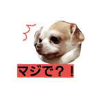 ベロ犬ジャギさん（個別スタンプ：6）