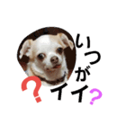 ベロ犬ジャギさん（個別スタンプ：7）
