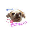 ベロ犬ジャギさん（個別スタンプ：8）