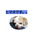 ベロ犬ジャギさん（個別スタンプ：9）