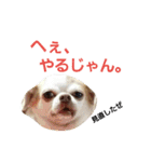 ベロ犬ジャギさん（個別スタンプ：10）