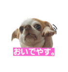 ベロ犬ジャギさん（個別スタンプ：13）