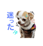 ベロ犬ジャギさん（個別スタンプ：14）
