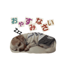 ベロ犬ジャギさん（個別スタンプ：16）