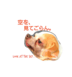 ベロ犬ジャギさん（個別スタンプ：17）