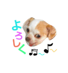 ベロ犬ジャギさん（個別スタンプ：20）